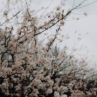 06-fru-hling-fotokarussellmelanie-ramona-hintner-1