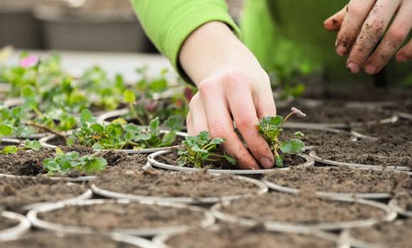 erlebnisgaertnerei-hoednerhof-blumenwelt-hoednerhof-seite152-1
