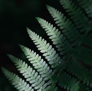 juffing-wald-daniel-zangerl-2019-003